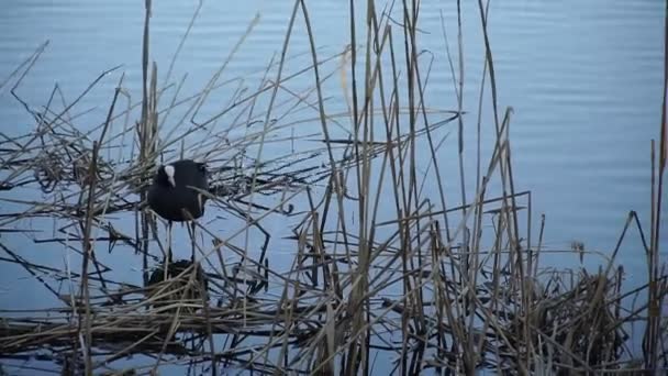 Natur See Mit Wildvogel — Stockvideo