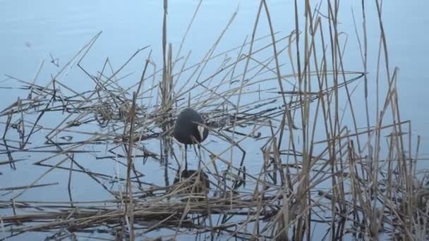 Naturaleza Lago Con Aves Silvestres — Vídeos de Stock