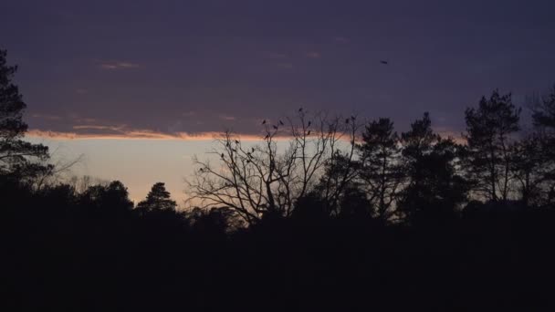 Sunset Sunset Background Tree Birds — Stock Video