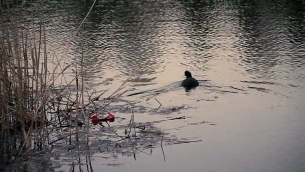 Des Ordures Les Ordures Laissées Plein Air — Video