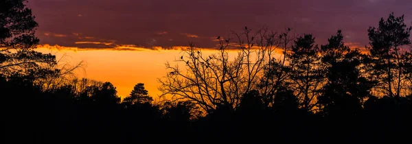 Puesta de sol. Puesta de sol en el fondo de un árbol con pájaros — Foto de Stock