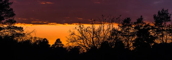 Sonnenuntergang. Sonnenuntergang auf dem Hintergrund eines Baumes mit Vögeln — Stockfoto