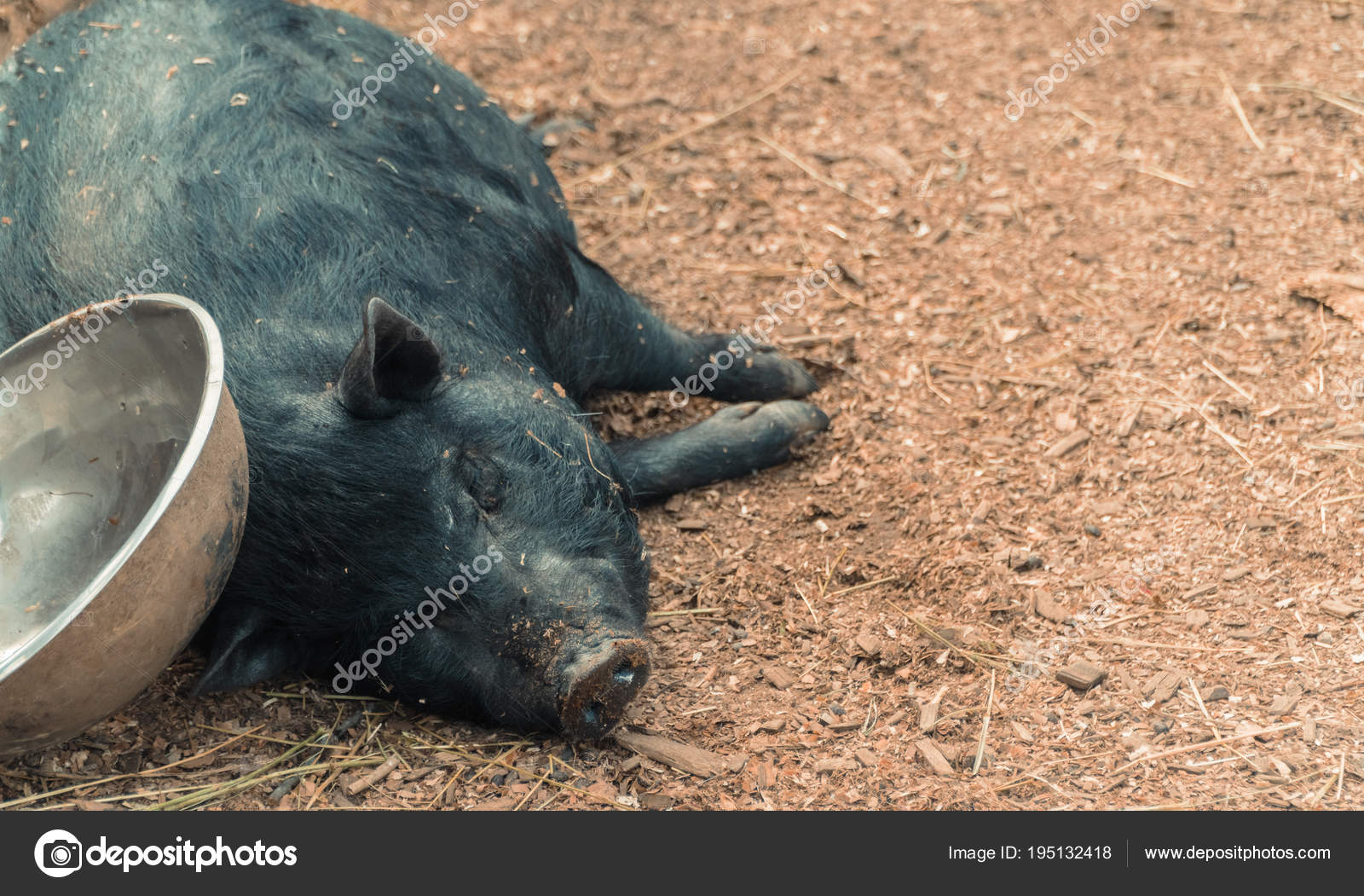 Pig. The pig is sleeping Stock Photo by ©liukov 195132418
