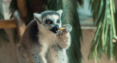 Lemur. Lemur meyve yiyor