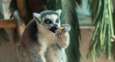 Lemur. Lemur eats fruit clipart