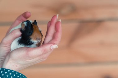 Eskiden şiling şimdi domuz. Eskiden şiling şimdi domuz kadın el ele tutuşur