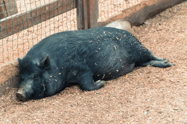 Pig. The pig is sleeping