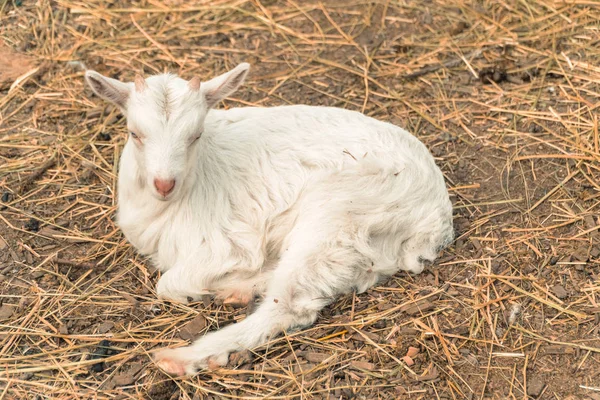 Козел. Белый козел лежит на сене — стоковое фото