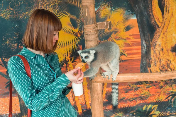 Lemurs. Menina alimenta lémures — Fotografia de Stock