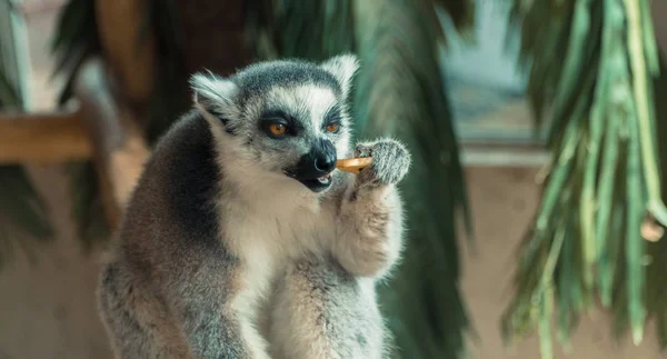 Lemur. Lemur zjada owoce — Zdjęcie stockowe