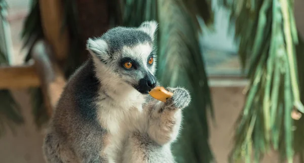 Lemur. Lemur zjada owoce — Zdjęcie stockowe