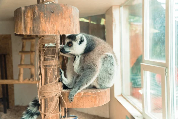 Lemur. Lemur zjada owoce — Zdjęcie stockowe