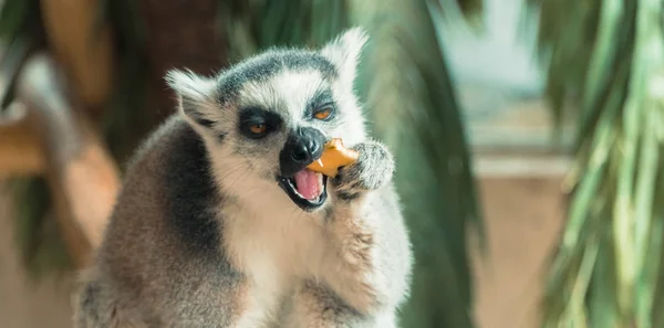Lemur. Lemur zjada owoce — Zdjęcie stockowe