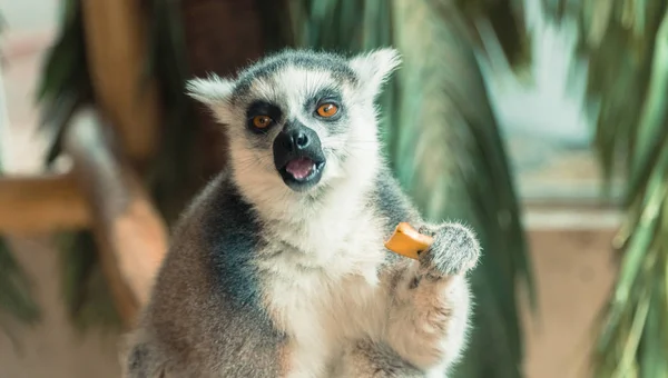 Lemur. Lemur zjada owoce — Zdjęcie stockowe