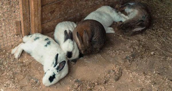 Conejo. Rabbit está durmiendo. —  Fotos de Stock