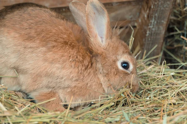 Conejo. El conejo come comida — Foto de Stock