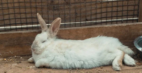 Conejo. Rabbit está durmiendo. — Foto de Stock