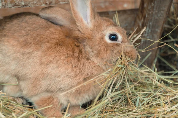 Кролик. Кролик їсть їжу — стокове фото