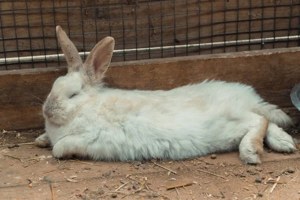 Conejo. Rabbit está durmiendo. —  Fotos de Stock