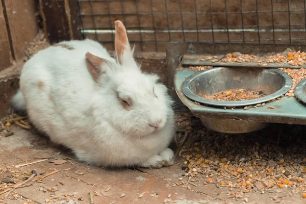 Conejo. Rabbit está durmiendo. — Foto de Stock