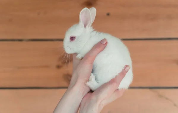 Conejo blanco. Manos sosteniendo un conejo blanco —  Fotos de Stock