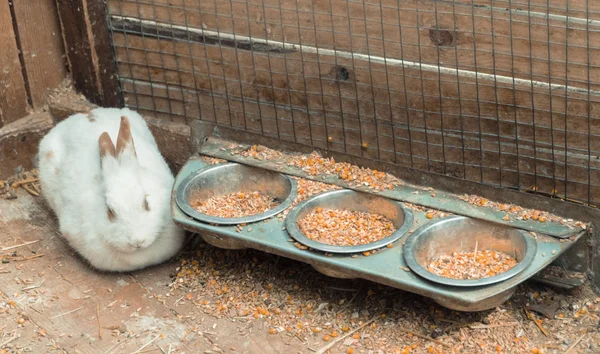 Кролик. Кролик ест еду. — стоковое фото