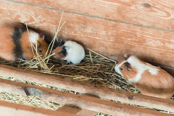 Guinea pigs. Family of guinea pigs
