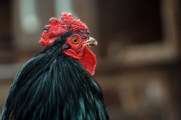 Pik. De kraaien van de Haan — Stockfoto