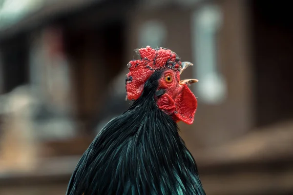 Pik. De kraaien van de Haan — Stockfoto