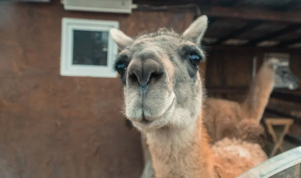 Lama. Mynningen på Llama — Stockfoto