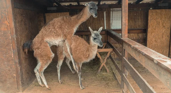 Parning. Llama kopulera. Parning. Llama kopulera — Stockfoto