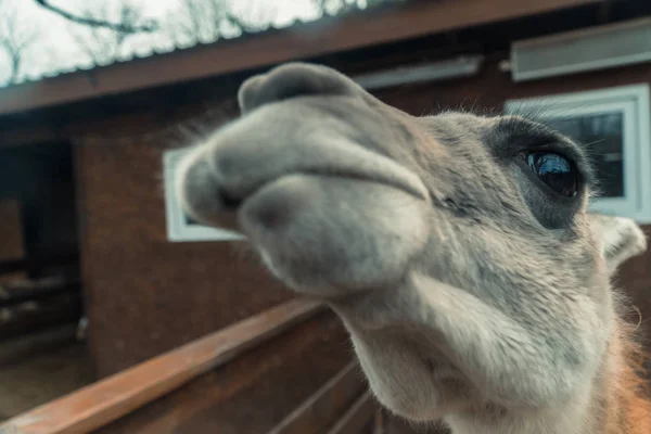 Lama. Mynningen på Llama — Stockfoto