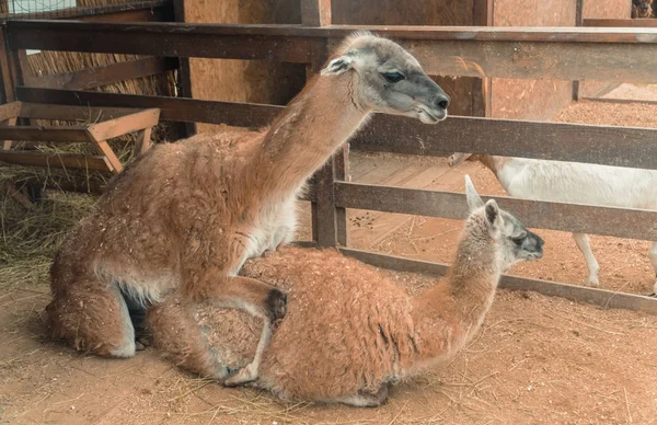 Parning. Llama kopulera — Stockfoto