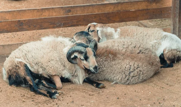 Owce. Owce, spać na ziemi — Zdjęcie stockowe