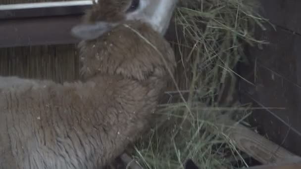 Alpaca Snuit Van Een Alpacian Dier — Stockvideo