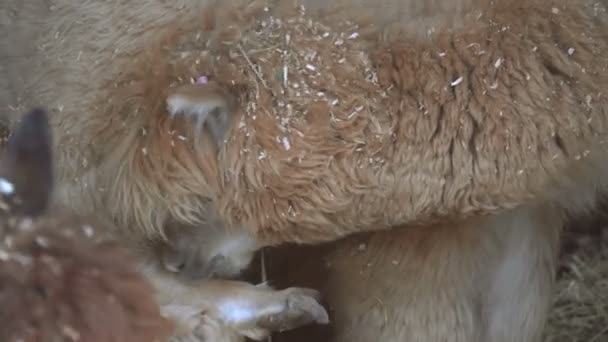 Alpaca Snuit Van Een Alpacian Dier — Stockvideo