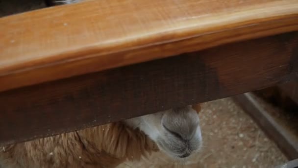 Alpaca Botul Unui Animal Alpacian — Videoclip de stoc