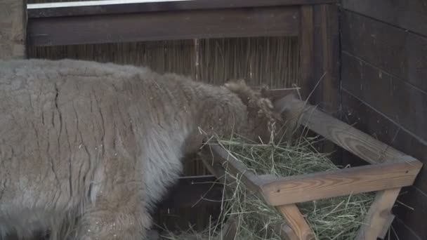 Alpaca Snuit Van Een Alpacian Dier — Stockvideo