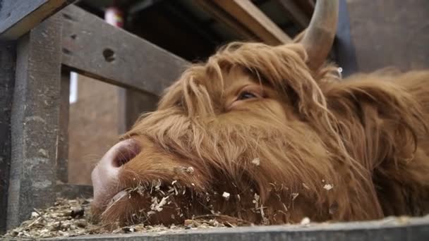 Boskap Tjuren Ligger Marken — Stockvideo