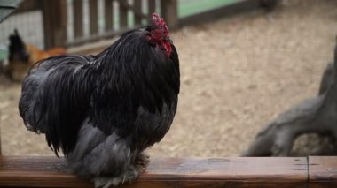 Horoz. Horoz kargalar