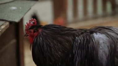Horoz. Horoz kargalar