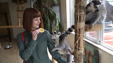 Lemurlar. Kız Lemurlar beslemeleri