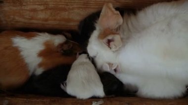 Tavşan ve kobay yemek