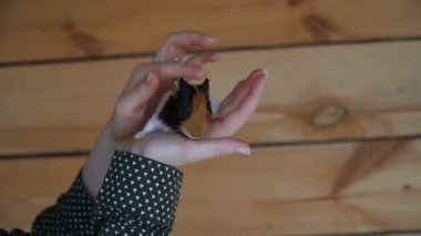 Eskiden şiling şimdi domuz. Eskiden şiling şimdi domuz kadın el ele tutuşur