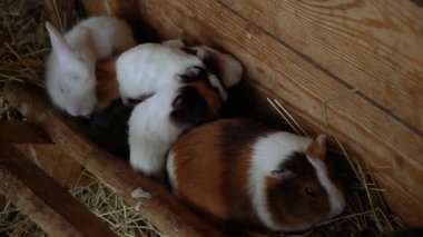 Eskiden şiling şimdi pigs. Ailesi eskiden şiling şimdi pigs