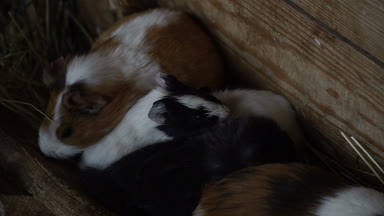 Eskiden şiling şimdi pigs. Ailesi eskiden şiling şimdi pigs