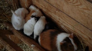 Eskiden şiling şimdi pigs. Ailesi eskiden şiling şimdi pigs