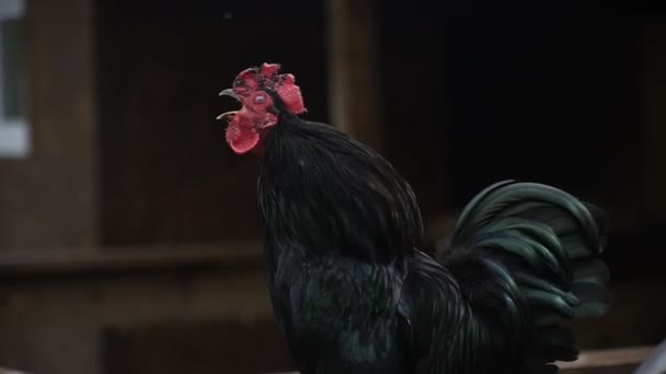 Cock Rooster Crows — Stock Video