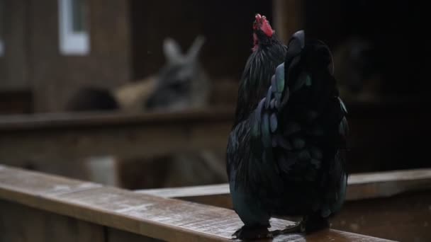 Bite Coq Chante — Video