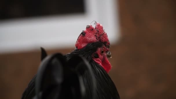 Cock Rooster Crows — Stock Video